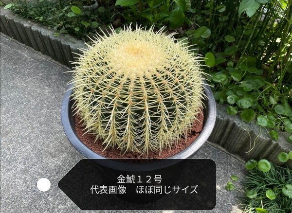 サボテン 金鯱 キンシャチ 12号 逸品 特大 本物 観葉植物 美株 セール開催中