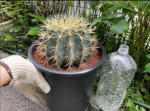 サボテン 王冠竜 8号 希少品 ビッグサイズ 本物 観葉植物 アガベ おうかんりゅう