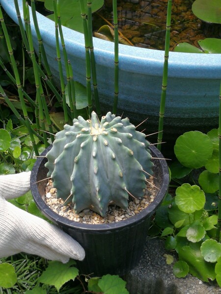 サボテン 刺無王冠竜 5号 逸品 本物 観葉植物 王冠竜 さぼてん