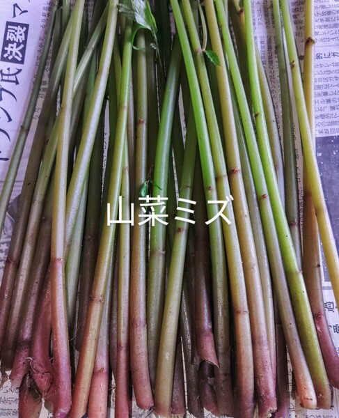 岩手県産 天然 山菜ミズ 700g前後