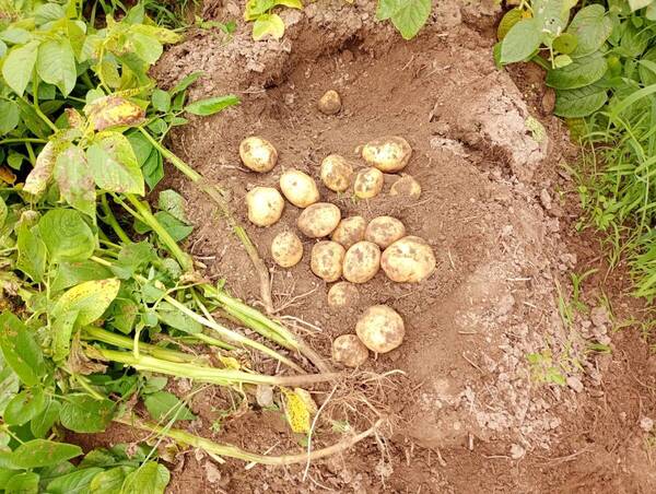 じゃがいも きたあかり10kg 京都府産 農薬不使用