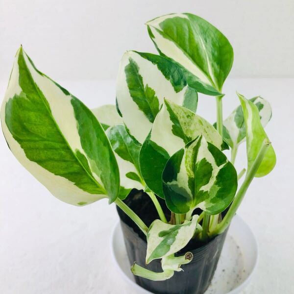 ポトス 観葉植物 斑入り 抜き苗