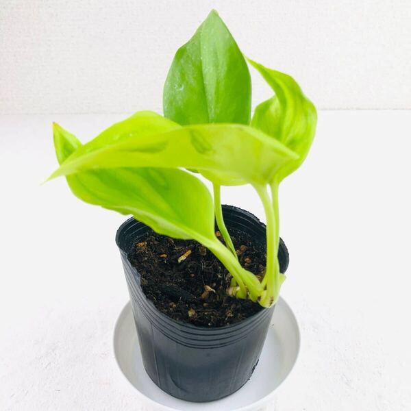 観葉植物 ポトス 抜き苗 巻葉