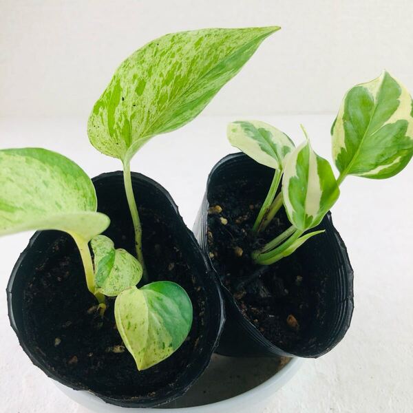 斑入りポトス 二種セット ちび苗 斑入り 観葉植物 抜き苗
