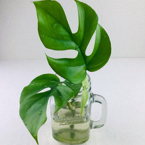 元斑入り ラフィドフォラ テトラスルマ パラゴン トップカット苗 斑入り モンステラ 観葉植物 Monstera ヒメモンステラ