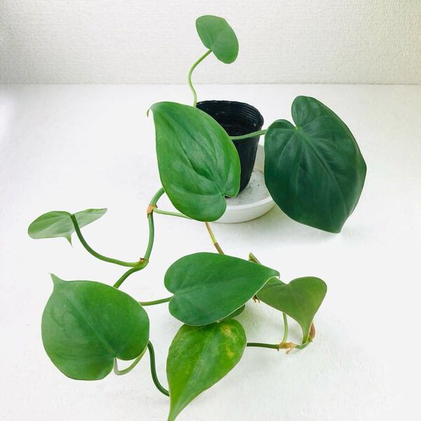 オキシカルジウム グリーン 観葉植物 オキシカルジューム 抜き苗 45センチくらい フィロデンドロン