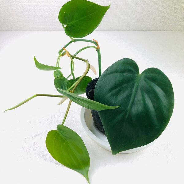 オキシカルジウム グリーン 観葉植物 オキシカルジューム 抜き苗 2本
