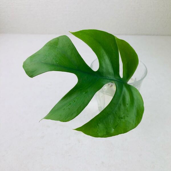 元斑入り ラフィドフォラ テトラスぺルマ パラゴン 斑入り モンステラ 観葉植物 Monstera ヒメモンステラ