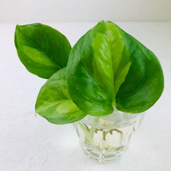 ポトス 観葉植物 カット苗 2本 斑入り