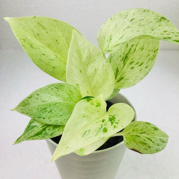 ポトス マーブルクイーン 観葉植物 斑入り 白多め 抜き苗