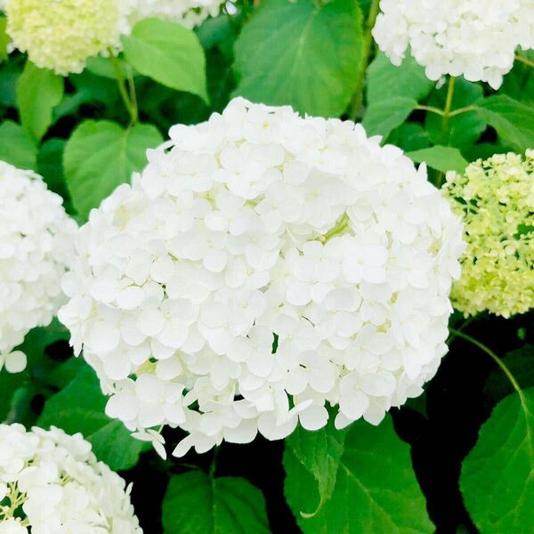 アナベル 抜き苗 アジサイ 紫陽花 1ポット