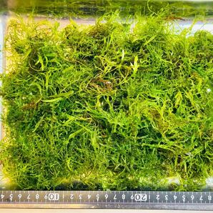 ウィーピングモス ミクロソリウム トライデント トロピカ 組織培養 ②