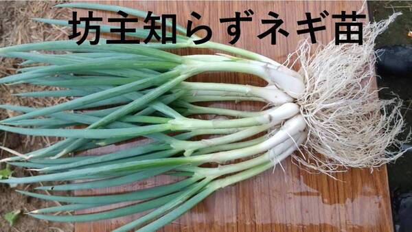 ぼうずしらずねぎ苗100本(畑での生育が良い様に、根と葉を沢山残して発送します) ※坊主知らずネギ