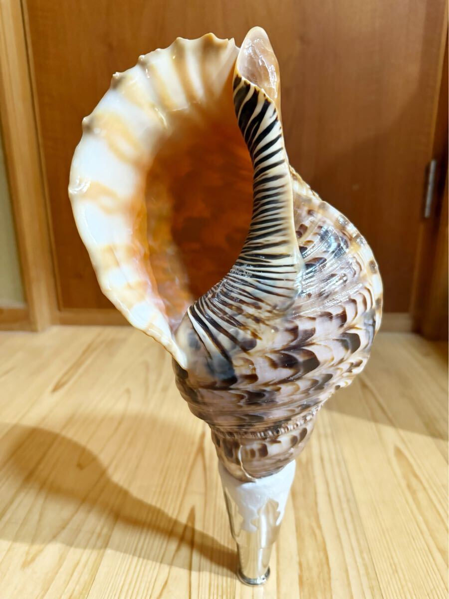 2025年最新】Yahoo!オークション -山伏 法螺貝の中古品・新品