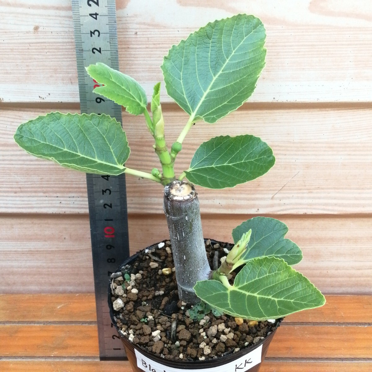 Yahoo!オークション -「イチジク black madeira kk」の落札相場