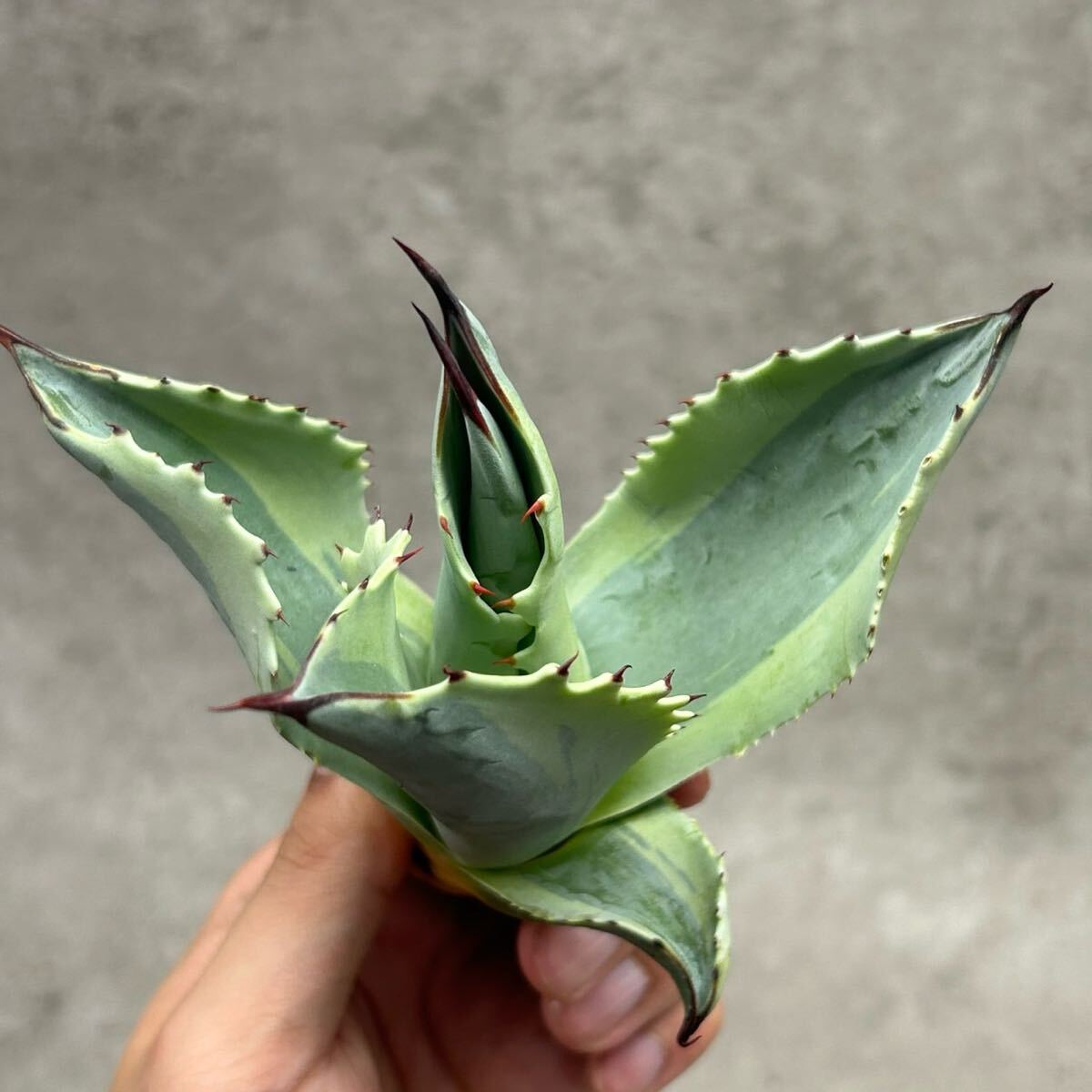 Yahoo!オークション -「アガベ オバティフォリア」(観葉植物) の