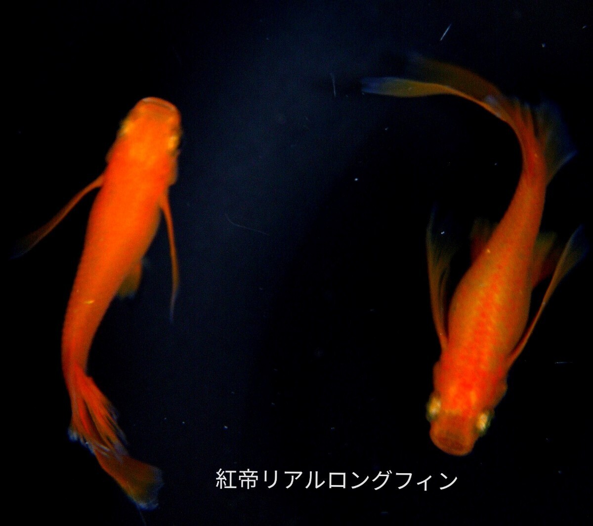 【minamo】現物 紅華紅白めだか 極上若魚（１ペア）KH-A 小野様ご本人の個体 現物 上州めだか様ご本人の個体 王華 3ペア 6匹セット No.1