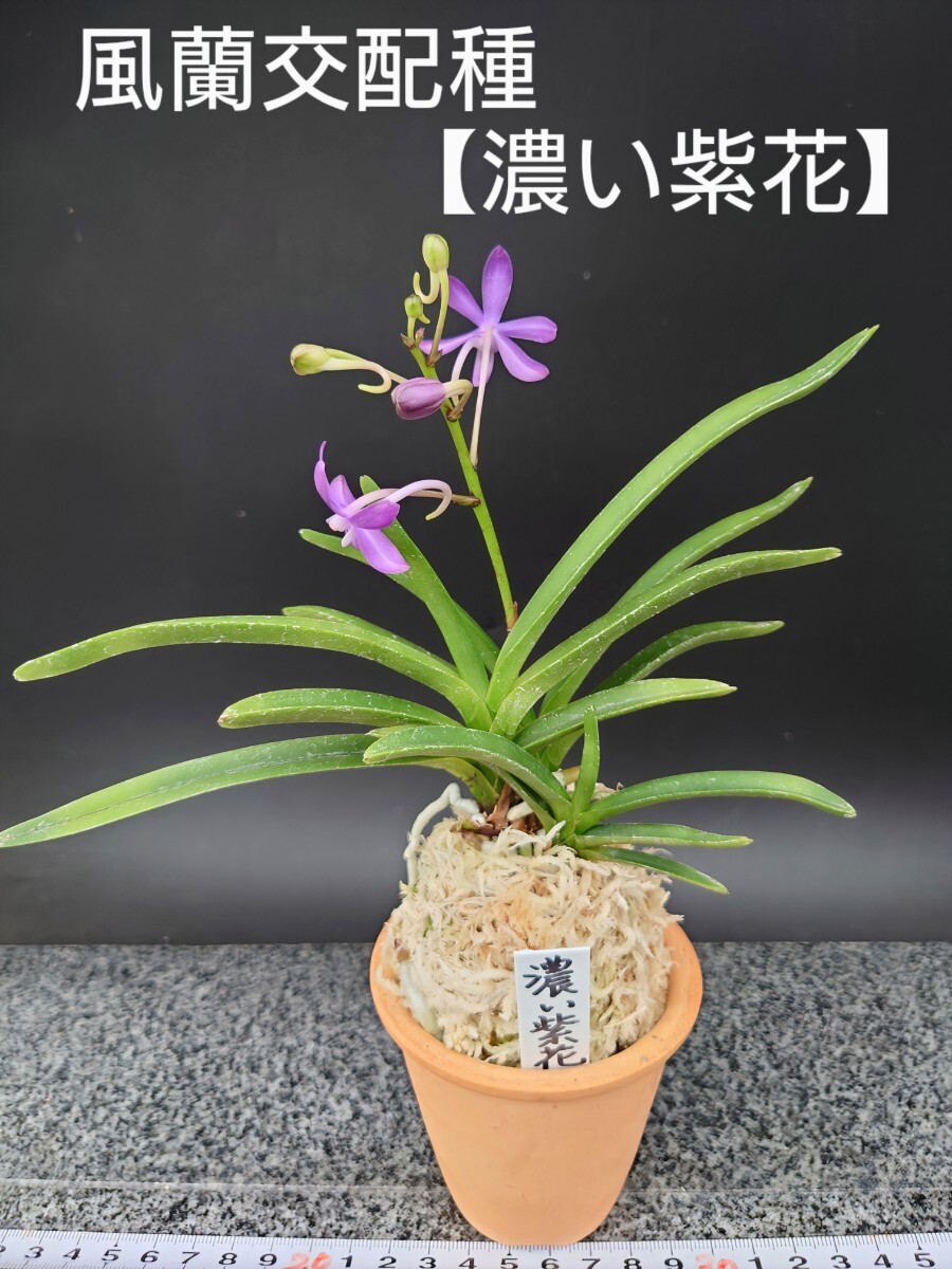 富貴蘭 聖少女(究極の交配花物種)2本子付き Yahoo!オークション -「富貴蘭 紫花」の落札相場・落札価格