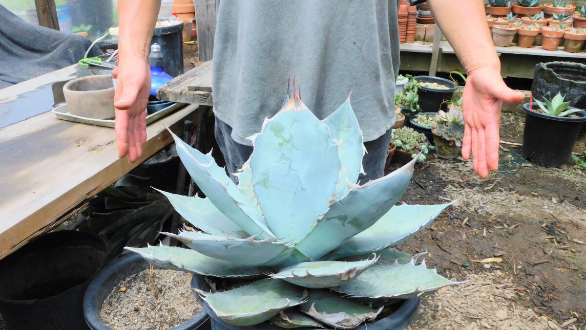 Yahoo!オークション -「アガベ ホワイトアイス」(観葉植物) の