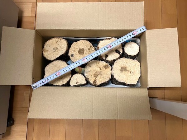 【川口商会】能勢産 厳選クヌギ・コナラ飼育産卵木 BIGサイズ特価品NO22《6本入》