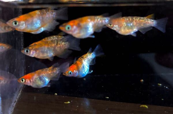 めだか大吉 三色ラメダルマ 有精卵20+α 検索用ネプチューン フロマージュ サンシャイン オロチ 和墨 エメキン