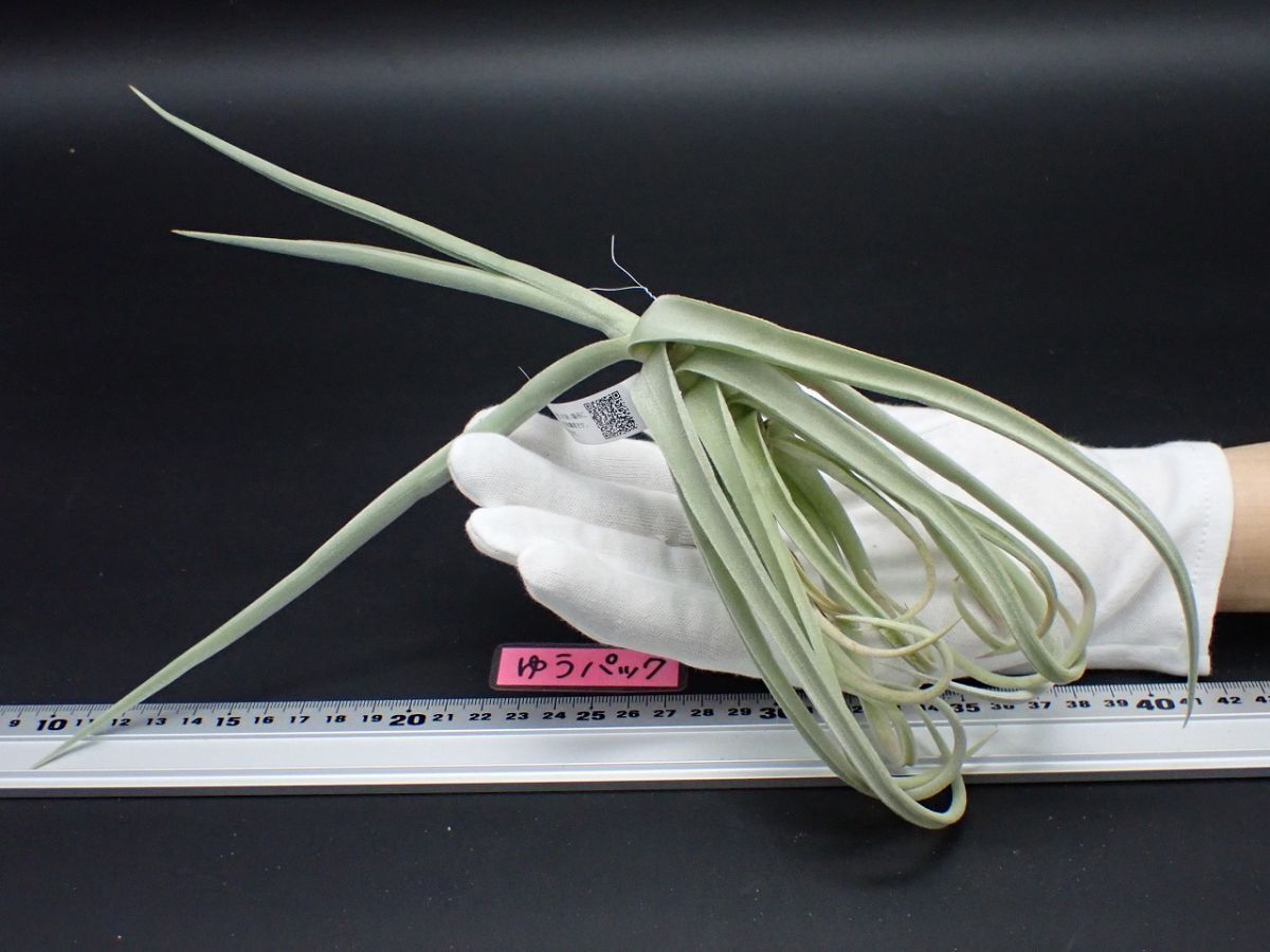Yahoo!オークション -「チランジア ドゥラティ」(花、園芸) の