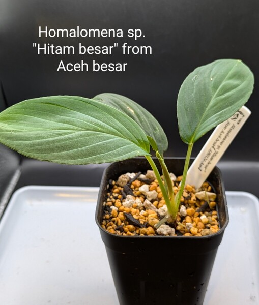 Homalomena sp. Hitam besar from Aceh besar【AZ便】正規タグ付き/ホマロメナ