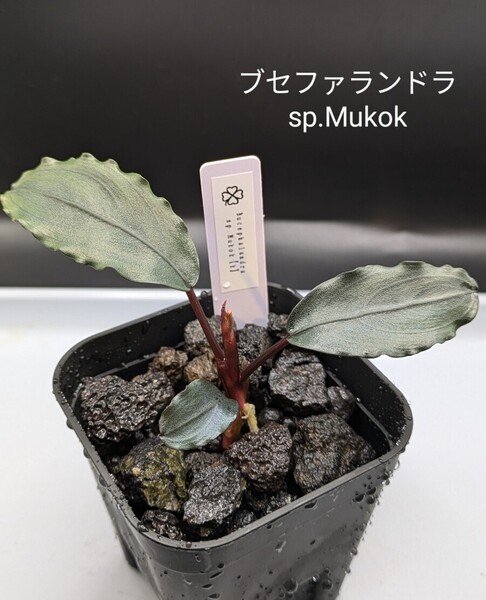 ブセファランドラsp.Mukok(ムコック)水上株