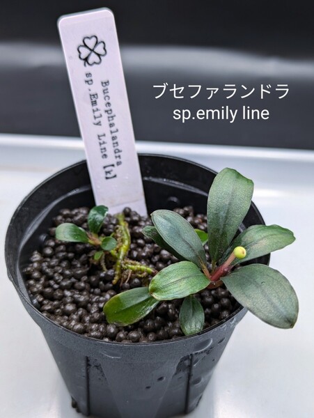 ブセファランドラsp.Emily Line(エミリーライン)子株付き 水上株 No.2