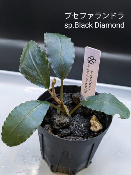 ブセファランドラsp.Black Diamond 水上株 No.4
