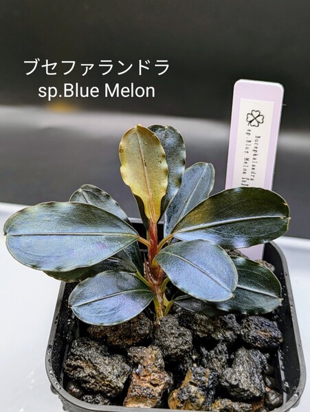 ブセファランドラsp.Blue Melon(ブルーメロン)水上株