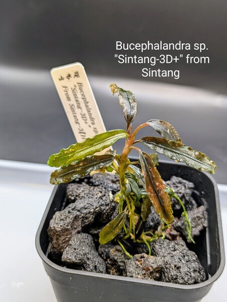 ブセファランドラsp.Sintang-3D+ from Sintang【タグ付き】水上株