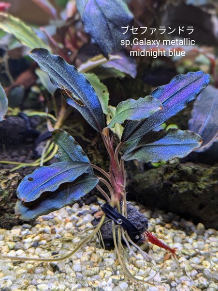 ブセファランドラsp.Galaxy metallic midnight blue 完全水中葉 No.7