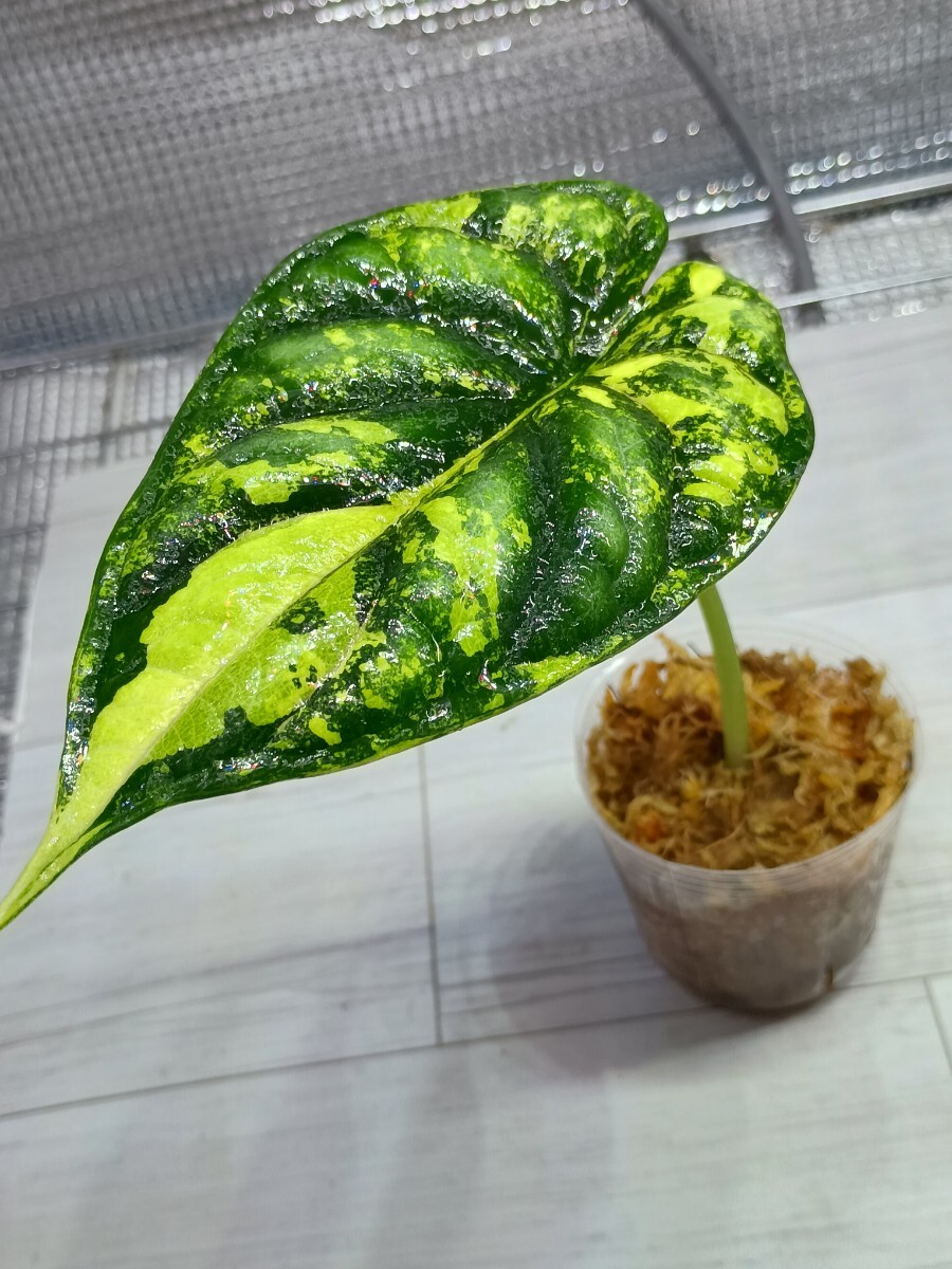 Yahoo!オークション -「アロカシア」(その他) (観葉植物)の落札