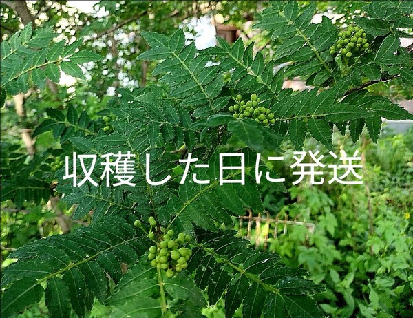 【無農薬天然】青山椒(山椒の実)発送日に収穫 山形県庄内地方産 220g