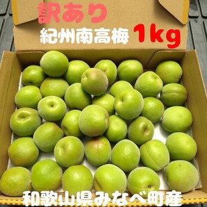 ②訳あり 紀州南高梅 青梅 1kg L〜2Lサイズ 和歌山県みなべ町産