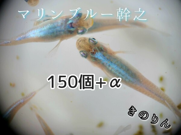 マリンブルーメダカの卵150個+α ペット用品