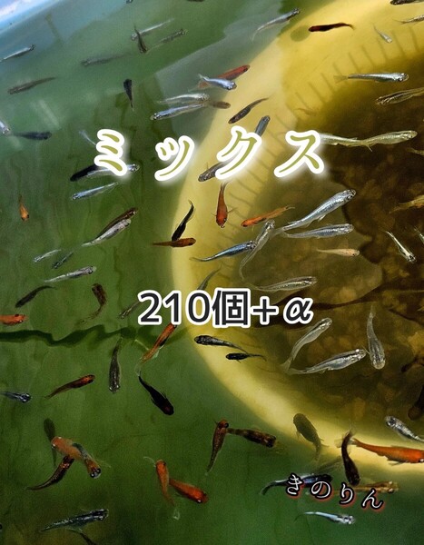 ミックスメダカの卵210個+α ペット用品