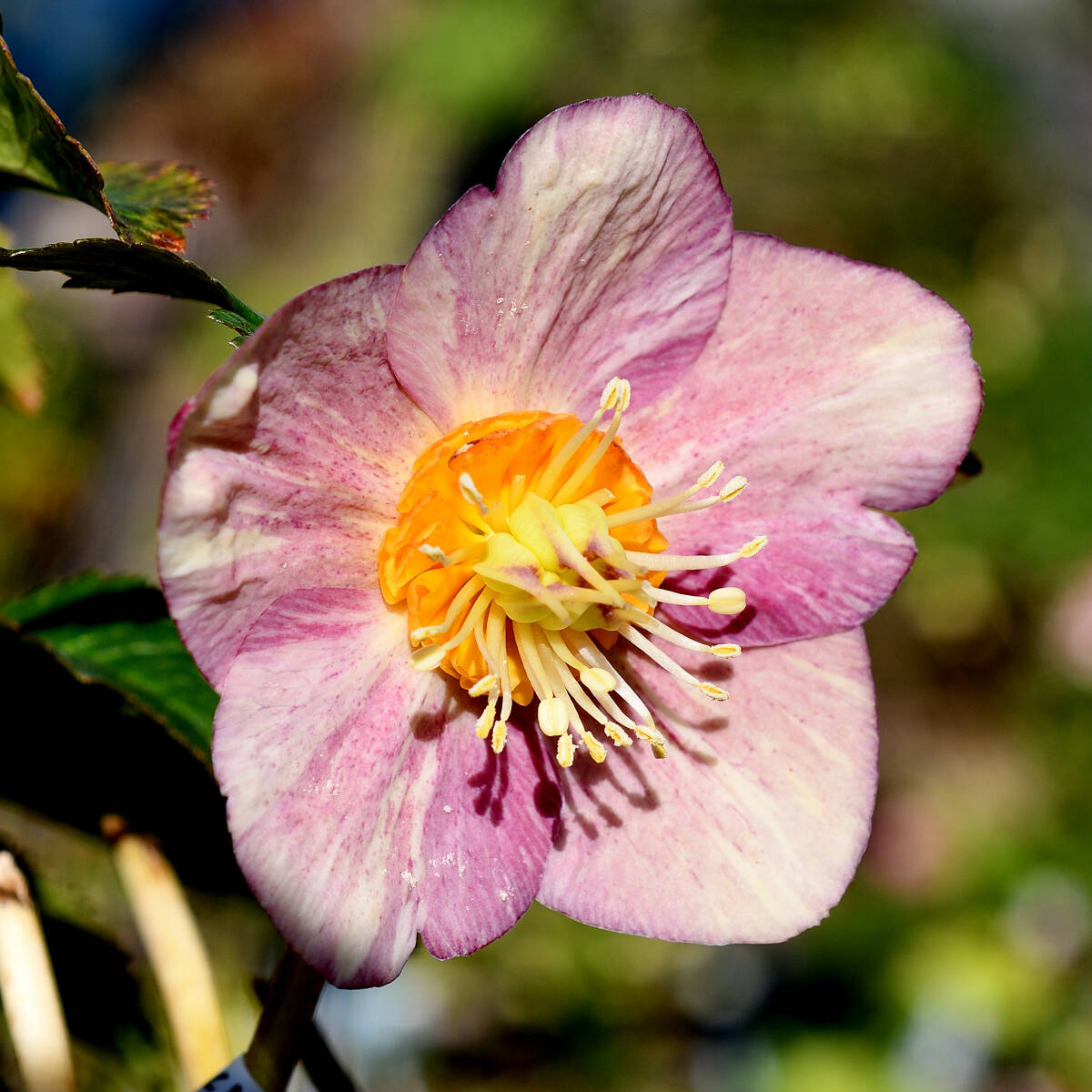 A出品 即決あり 25134 クリスマスローズ種子5粒 絞り グロス