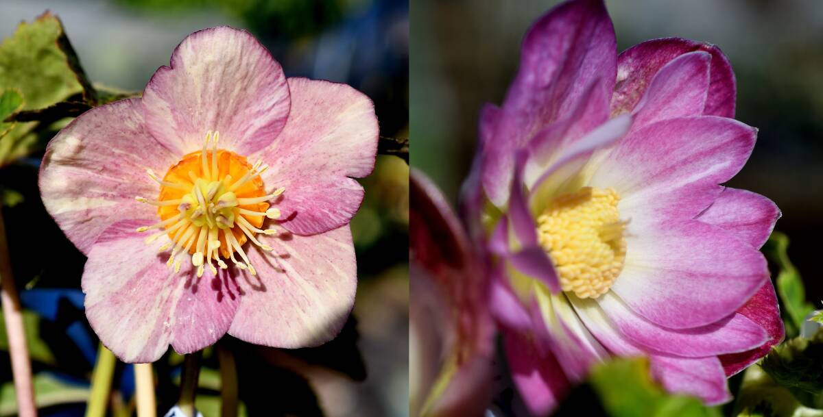 A出品 即決あり 25134 クリスマスローズ種子5粒 絞り グロス