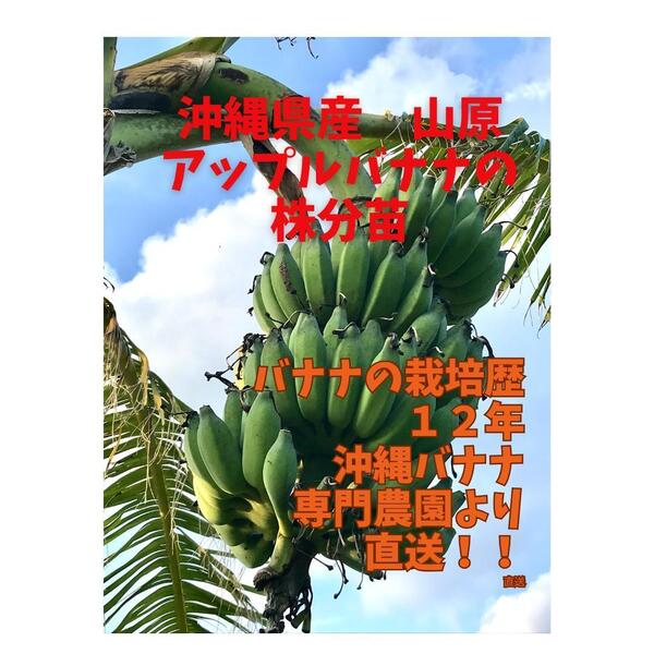 沖縄本島北部産 アップルバナナ 大型果実種!株分苗×2鉢