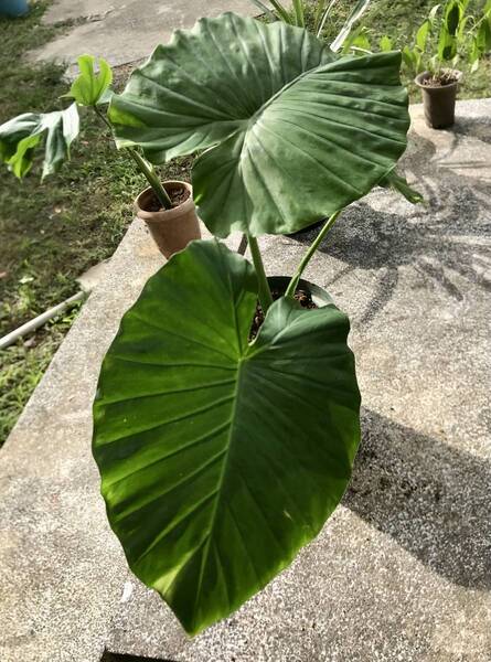 沖縄本島やんばる産 クワズイモの苗