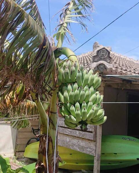 植え付け最適期!!キングオブバナナ!お庭でも! ドワーフ ナムワバナナの株分け苗