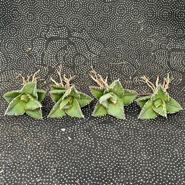 2 多肉植物 アガベ チタノタ 白豪刺 小株 4株同梱 発根済