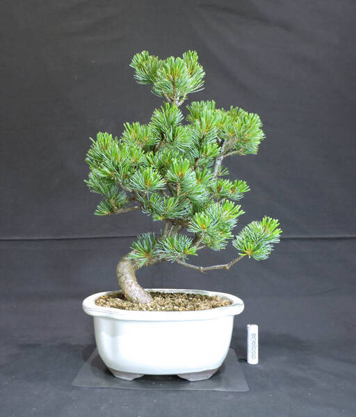 五葉松 盆栽 奥行20cm 横幅23cm 高さ39.5cm (店舗受け取り不可)