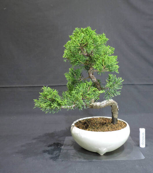 糸魚川真柏 盆栽 奥行20cm 横幅23cm 高さ30cm