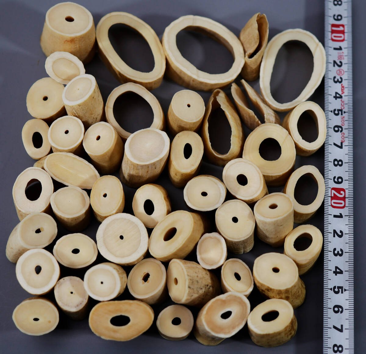 抹香鯨 鯨歯 稀少部位 マッコウクジラの歯 牙 まとめて47個 彫刻材