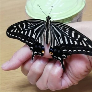 アゲハチョウ 卵 10個 小学3年生の 理科 蝶の観察 夏休みの課題発表にも♪ 昆虫観察 昆虫大好き