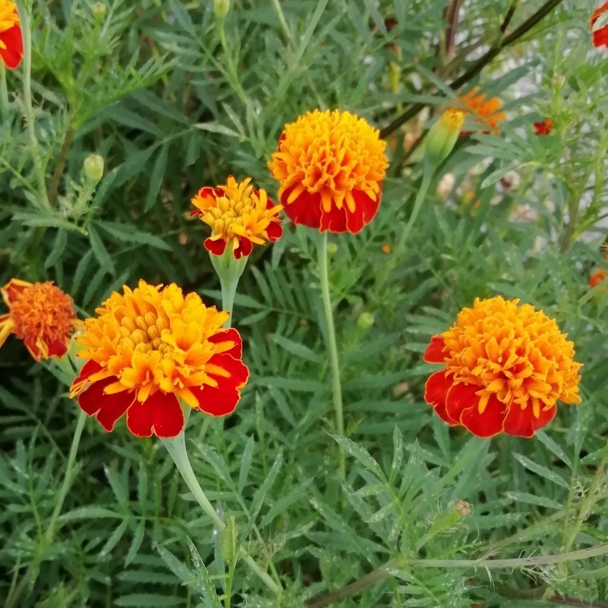 マリーゴールド出品 Yahoo!オークション -「マリーゴールド」(花、園芸) の落札相場