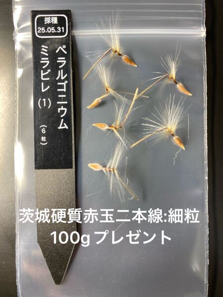 発芽率自信あり!ミラビレ種子6粒(1)(検 自家採種 実生 塊根植物 灌木 多肉植物 モンソニア ムルチフィダ ペラルゴニウム 冬型